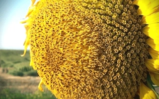 Солнцецветущий подсолнух на поле - Кастилия