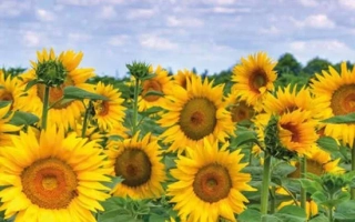 Поле подсолнухов на фоне голубого неба - Катерина