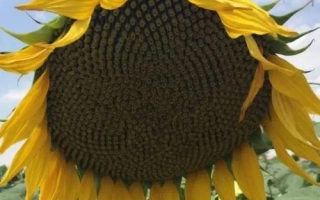 Солнечник на фоне неба - Катрин