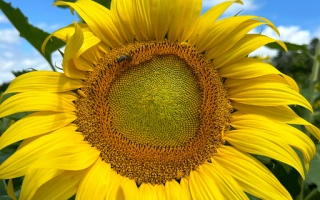 Солнечник на фоне голубого неба - Кентавр