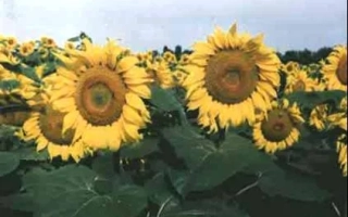 Поле подсолнечника с крупным планом соцветий - Кий