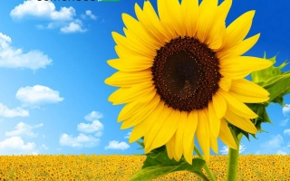 Sunflower field with large bloom against blue sky, brand CAUSSADE - CLARISSA KL