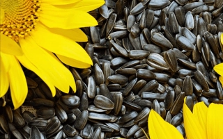 Солнечник и семена подсолнечника - Княжий