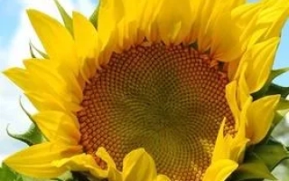 Соняшник на фоні неба - КОБАЛЬТ 2