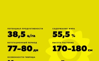 Sunflower seed packet of variety Brigadier - Codicap