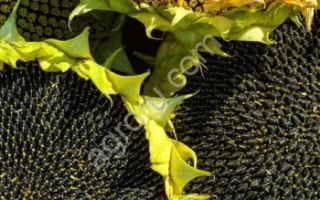 Fresh sunflowers with green leaves - KODIVOKS KL