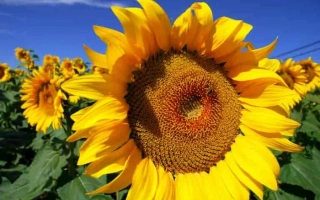 Sunflower against a blue sky, part of a field with other plants - CODIZOLE