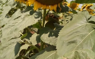 Поле подсолнечника с крупным планом цветка и семян - Конгрес