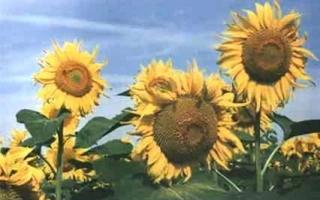 Солнечные цветы подсолнечника на фоне голубого неба - Ковчег