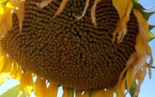 Солнечное поле с крупным планом подсолнуха - КРЕПЫШ