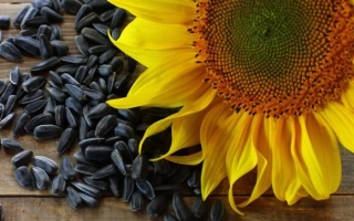 Sunflower with seeds krupnyak on wooden surface