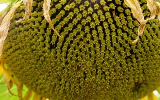 Зрілий соняшник, що відповідає категорії Соняшник - КУЛУНДИНСЬКИЙ 4