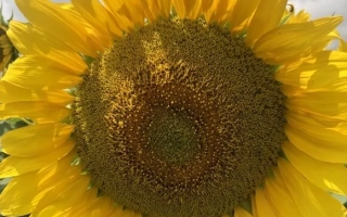 КВС Вивантес