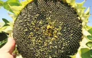 Созревшая головка подсолнечника сорта Л 25 на фоне неба