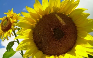 Солнечник на фоне неба - Л 75