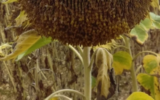 Солнечник на поле - Л 808