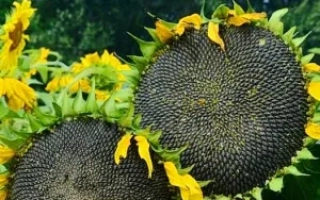 Солнцелист ЛАКОМКА на фоне подсолнухов