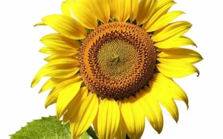 Соняшник на білому фоні - ЛБ 07 РФ