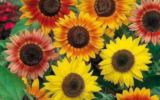 Солнечные цветы подсолнечника на фоне зелени - Лето