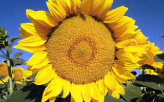 Солнечник на фоне голубого неба - Лейила