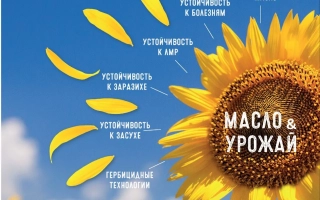 Гібрид соняшника ЛГ 51234 А на фоні соняшників