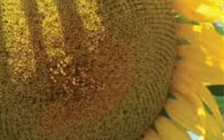 Солнцецвет LG 54.12 на фоне неба - ЛГ 5412