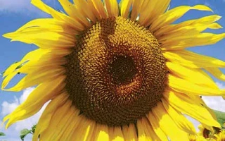 Соняшник на фоні неба - ЛГ 5485