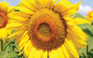 Sunflower in field, no product name visible - LG 5543 KL
