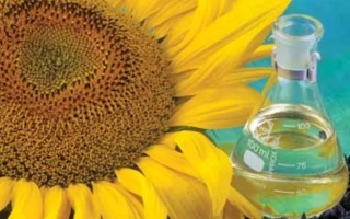 Солнцелист 5550 | LG 55.50 — подсолнечник с маслом в колбе - ЛГ 5550