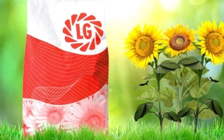 Seed bag with LG logo against sunflower background - LG 5580
