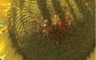 Солнечник крупным планом, видны лепестки и центр цветка - ЛГ 5635