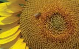 Солнечник крупным планом, желтые лепестки и коричневая сердцевина - ЛГ 5663 КЛ