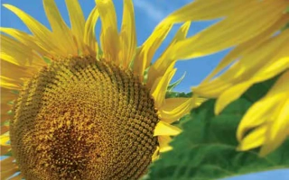Солнечник на фоне голубого неба - ЛГ 5665 М