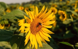 Поле подсолнечника с крупным цветком на переднем плане - ЛГ50270