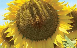 Солнечник на поле, крупный план цветка - ЛГ50300