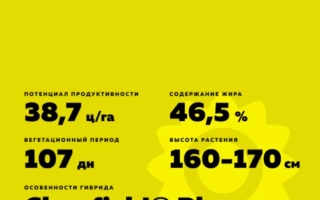 Пакет семян подсолнечника ЛГ 50501 КЛП - ЛГ50501 КЛП