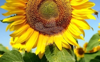 Солнечник на фоне голубого неба - ЛГ50514