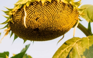 Созревший подсолнечник сорта ЛГ50609 СХ на фоне неба