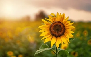 Поле подсолнечника на закате - ЛГ50689 СХ