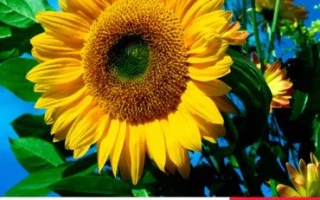 Солнцецвет ЛГ 5631 КЛ на фоне поля - ЛГ5631 КЛ