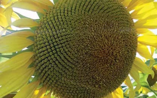 Солнцецвет LG5662 на поле - ЛГ5662