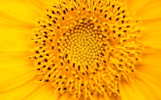 Макросъёмка цветка подсолнечника, соответствующего категории Подсолнечник. - ЛИД6038Х КЛП