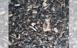 Сырой подсолнечник Лиска