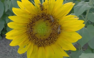 Солнечное поле с цветком подсолнечника - ЛЛОРЕНС