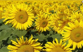 Поле подсолнечника, соответствующее категории «Подсолнечник» - Логос