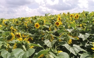 ЛС Мажистраль