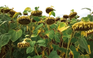 Поле подсолнечника сорта ЛС РАГБИ