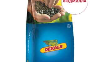Мешок семян подсолнечника Людмила от DeKalb - Людмилла