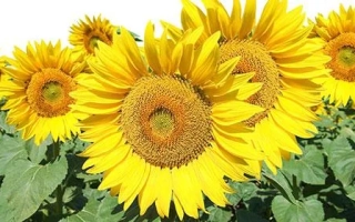 Солнечник на поле - Люкс