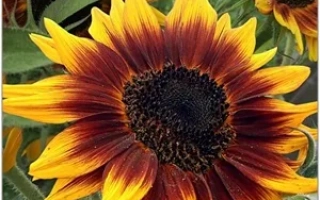 Пакет семян подсолнечника Мини Магма Макс - МАГМА СУ